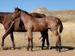 Pirate Bartender JW <BR> AQHA 6157595